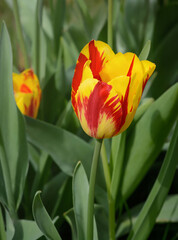 Bud of a yellow-red tulip on a green background