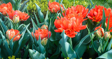 Blooming red tulips with petals opening outdoors
