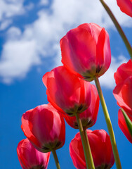Buds of red tulips against the background of the sky