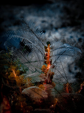 Fan worm on the artificial Buckeye Reef, Steinhatchee, Florida