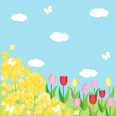 Fototapeta na wymiar 菜の花とチューリップと青空の春の丘のカード　アスペクト比1：1バージョン
