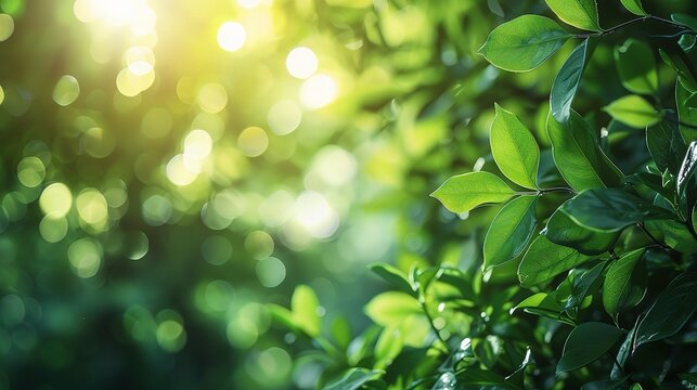 Abstract green nature blurred background with bright sunlight