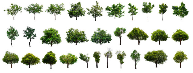 set 30 tree isolated on white background with clipping path