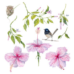 Watercolor pink and white hibiscus set. Hand painted flowers with leaves, buds on branch on transparent background. Realistic delicate plants with fairy wren bird and tarsier animal. Floral bundle