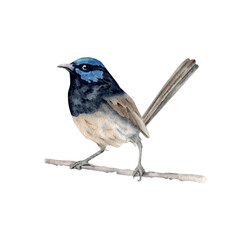 Superb Fairy Wren. Watercolor illustration element on transparent background. Vintage hand drawn painting of native Australian bird with blue plumage. Symbol of National Parks in Sydney, Melbourne