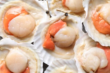 Fresh raw scallops in shells as background, closeup