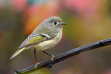 Ruby-crowned Kinglet posing in front of beautiful fall colors