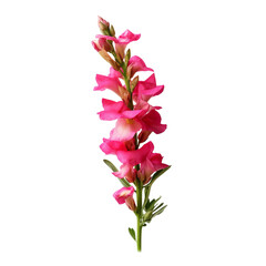 Snapdragon isolated on transparent background