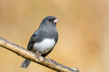 Dark-eyed Junco