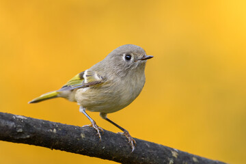 Ruby-crowned Kinglet