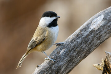 Carolina Chickadee