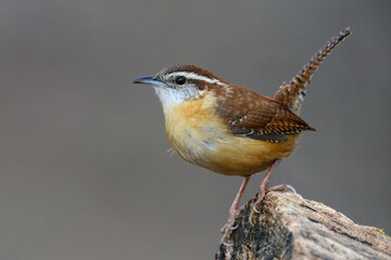 Carolina Wren