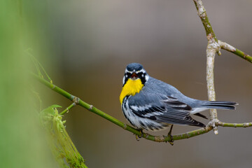 Yellow-throated Warbler
