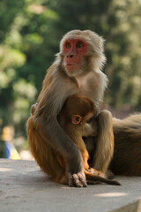 Bonnet macaque (Macaca radiata) in Swayambhunath of Kathmandu city.