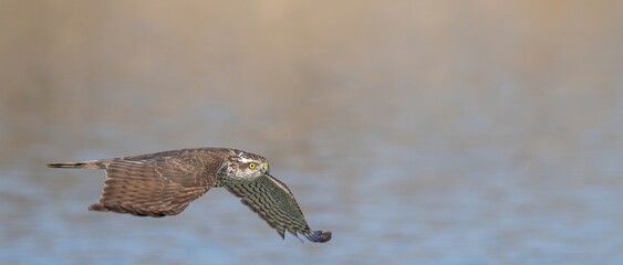 水面スレスレを悠然と飛ぶオオタカ