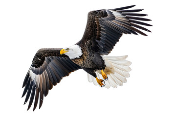 Close Up Of White, Black, Brown Eagle Flying On Transparetn Background