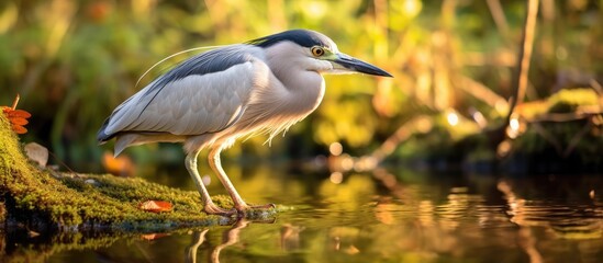 Fototapeta premium A Crowned Night Heron, a type of bird, is seen hunting for food while standing on a rock in the water. The herons sharp eyes are focused on its prey as it remains poised and alert.