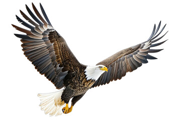 Close Up Of White, Black, Brown Eagle Flying On Transparetn Background