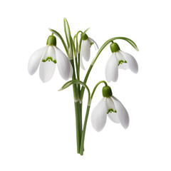 Snowdrop isolated on transparent background