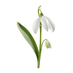 Snowdrop isolated on transparent background