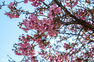 Flower birds