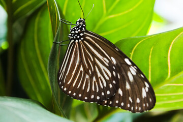 butterfly on leaf