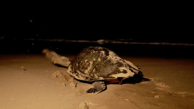 Sea turtle going back to the sea after hatching its eggs on the beach