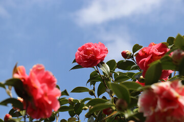 ツバキ・カメリア・椿の花