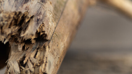 schlicht Hintergrundbild natur wald beschaffenheit dezent isoliert abstrakt detail baum stamm rinde...