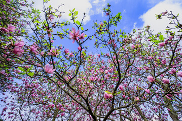 Beautiful magnolia tree blossoms in the garden.  