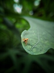 Jumping spider on a leaf