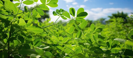 Fototapeta na wymiar A detailed view of a Moringa Oleifera leafy plant, also known as Daun Kelor, set against a clear blue sky, showcasing the lush green foliage and intricate texture of the leaves.