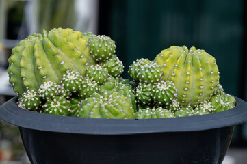 Echinopsis Subdenudata cactus growing in a pot.