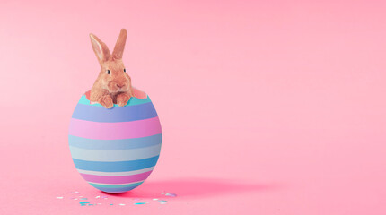Creative composition with cute Easter bunny rabbit which peeking from broken colorful Easter Egg on...