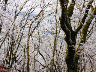 冬の忘れ物三月の霧氷