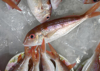 Close-up of the fresh fish for sale at the fish market in Thailand