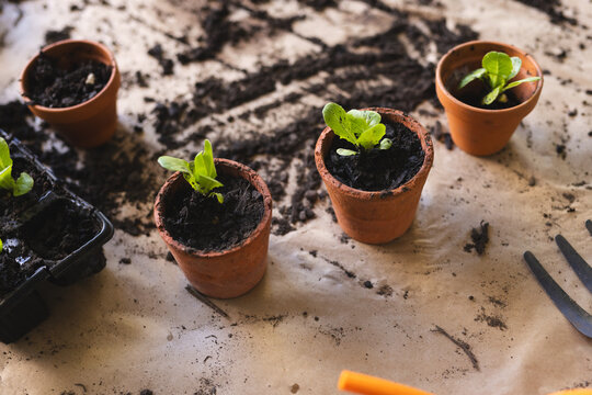 Three terracotta pots with young plants sit on a messy surface with soil scattered around