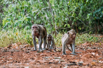 Groups of monkeys walking on the ground