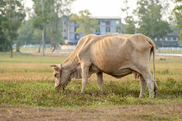 Brown cow on green field eating grass
