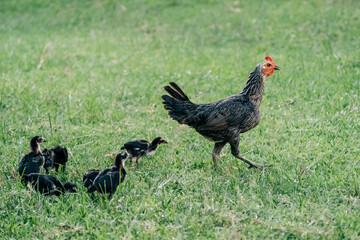 Hen and chicken outdoors eating on a green grass