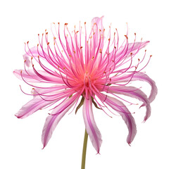 Spider Lily isolated on transparent background