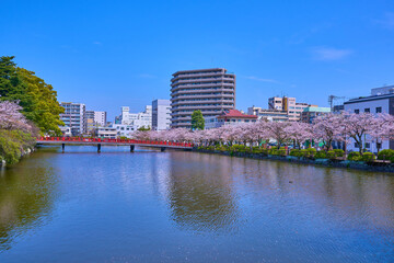 桜咲く神奈川県小田原市の小田原城東側の堀から学橋方面を見る