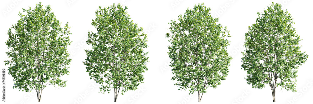 Poster isolated trees on transparent background.3d rendering png set