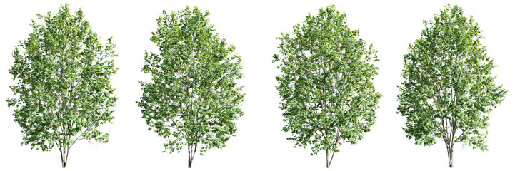 Isolated trees on transparent background.3d rendering PNG Set - obrazy, fototapety, plakaty