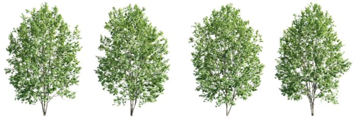 Foto op Plexiglas Isolated trees on transparent background.3d rendering PNG Set © Chayanee