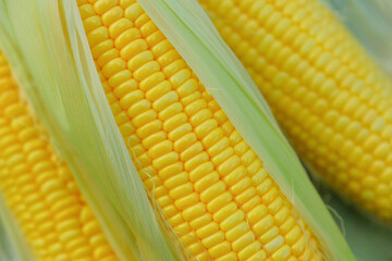 close up of fresh corn with nature light