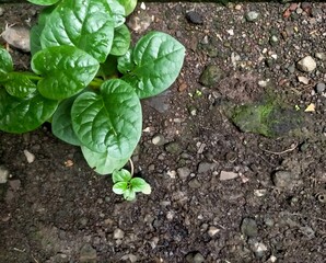 Lettuce growing on the ground