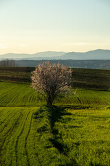 Almond tree in bloom in the middle of a green field with mountains on the horizon during sunset.