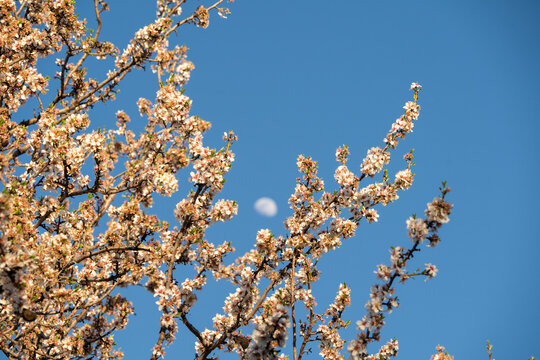 Almond tree branches in bloom, with the moon out of focus in the background in the blue sky during the day.