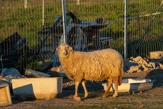 Woolly sheep looking at camera during sunset.
